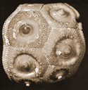 Stereocidaris pistillum