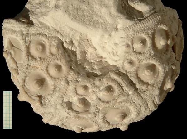 Stereocidaris pistillum