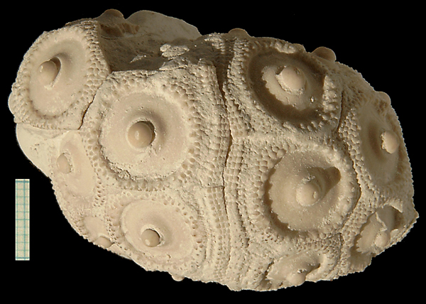 Stereocidaris pistillum