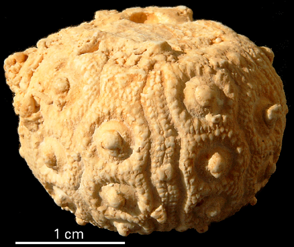 Stereocidaris forchhammeri