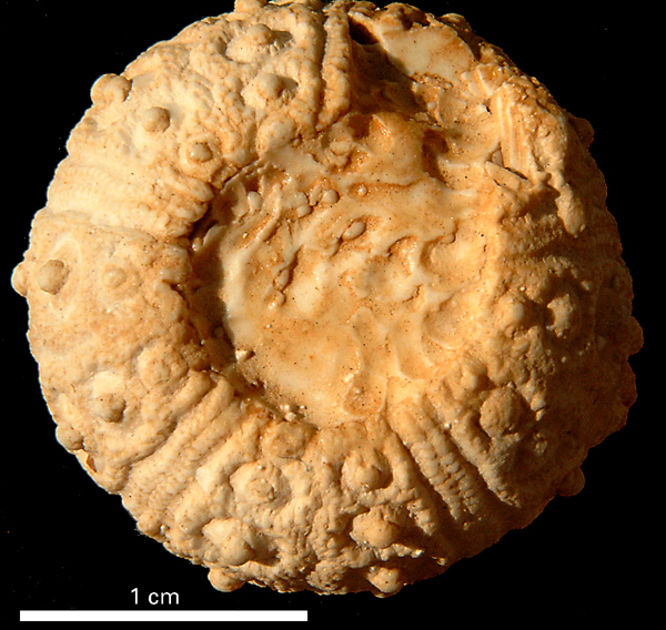 Stereocidaris forchhammeri