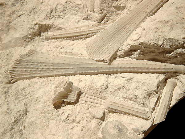 Stereocidaris pistillum