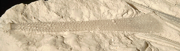 Stereocidaris pistillum