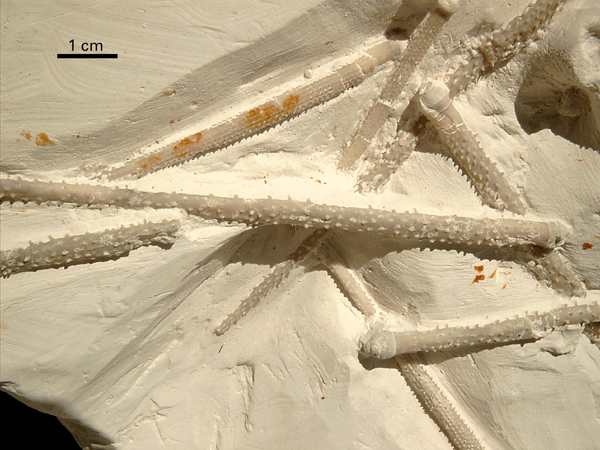 Stereocidaris pistillum