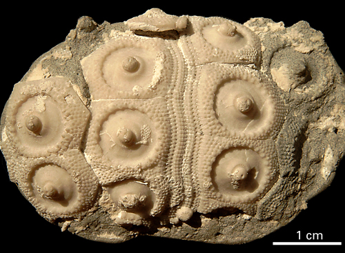 Stereocidaris pistillum skal