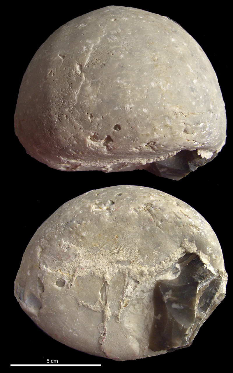 Stor Echinocorys Moen