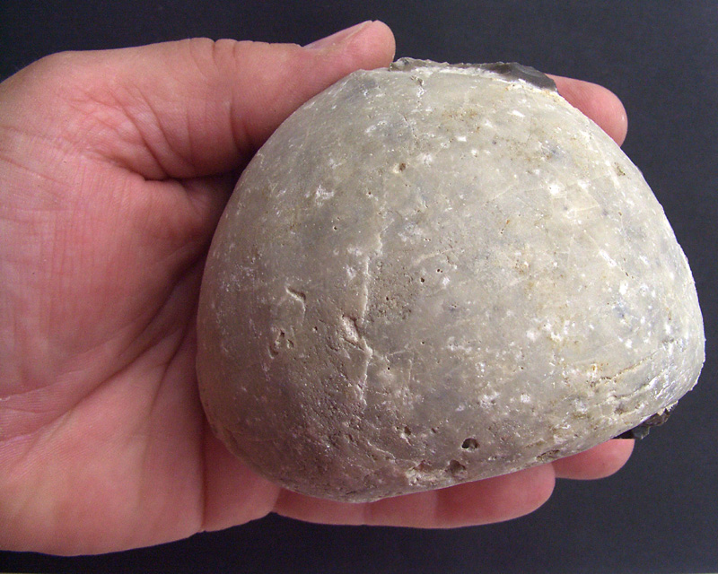 Stor Echinocorys Moen