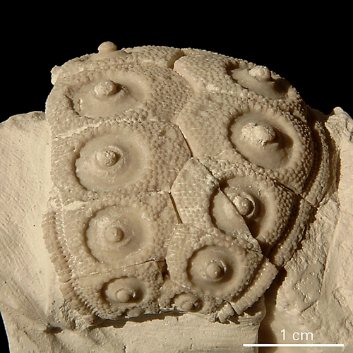 Temnocidaris baylei
