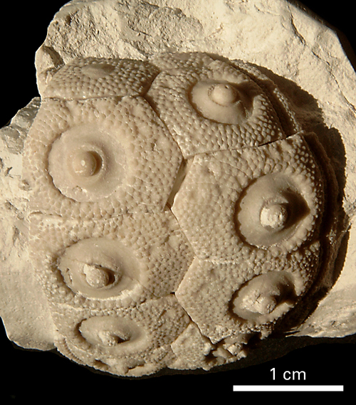 Temnocidaris baylei
