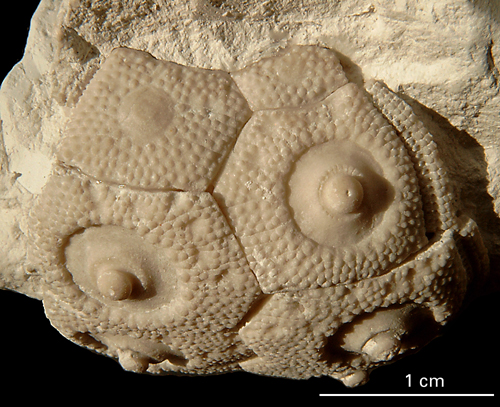 Temnocidaris baylei