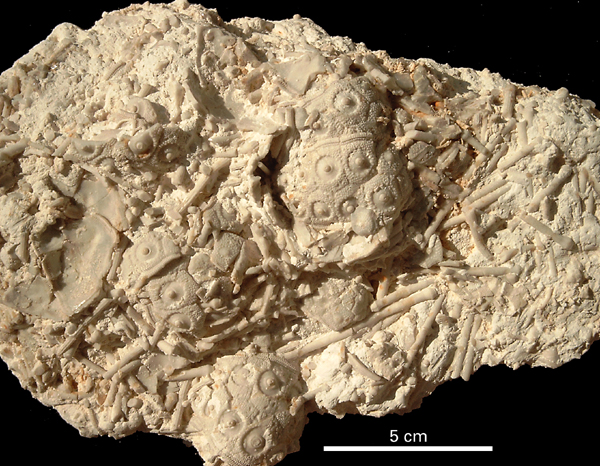 Temnocidaris danica