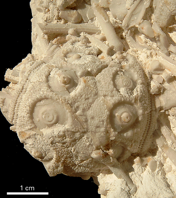Temnocidaris danica