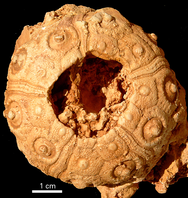 Temnocidaris danica
