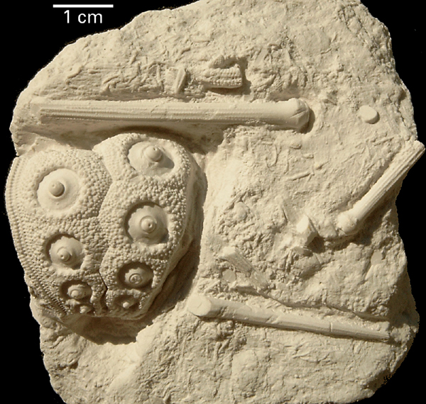 Temnocidaris danica