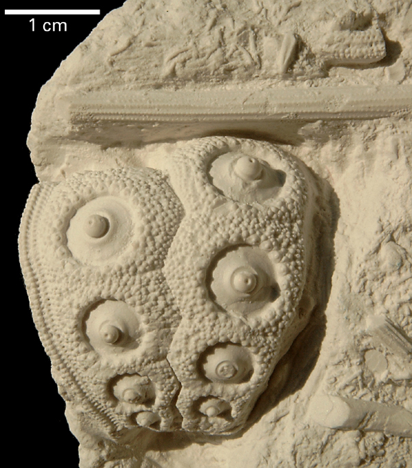 Temnocidaris danica
