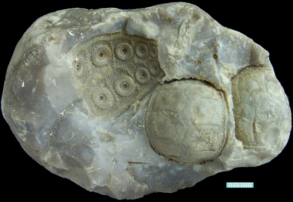 Temnocidaris i flint