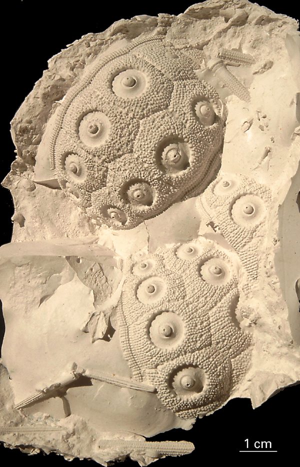 Temnocidaris danica