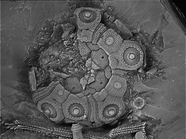 Temnocidaris (Stereocidaris) herthae