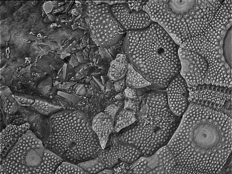 Temnocidaris (Stereocidaris) herthae