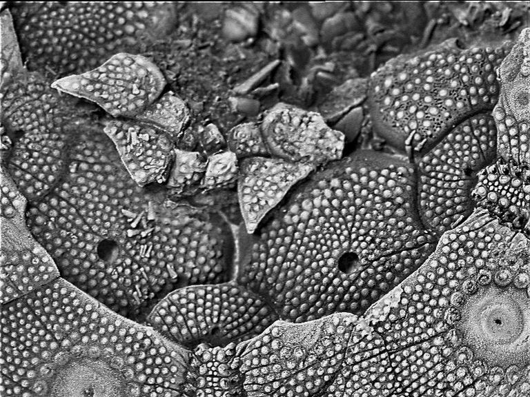 Temnocidaris (Stereocidaris) herthae