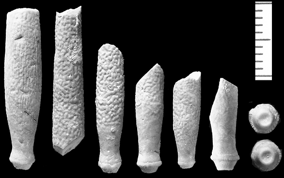 Trisalenia loveni