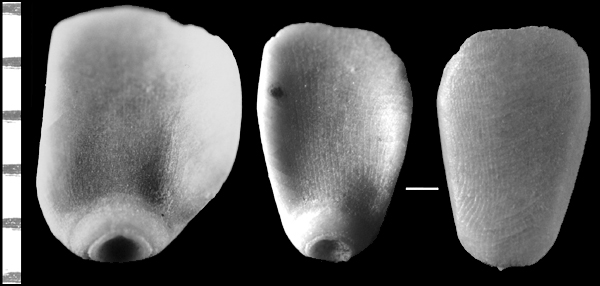 Trisalenia loveni