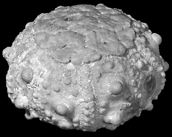 Trisalenia loveni
