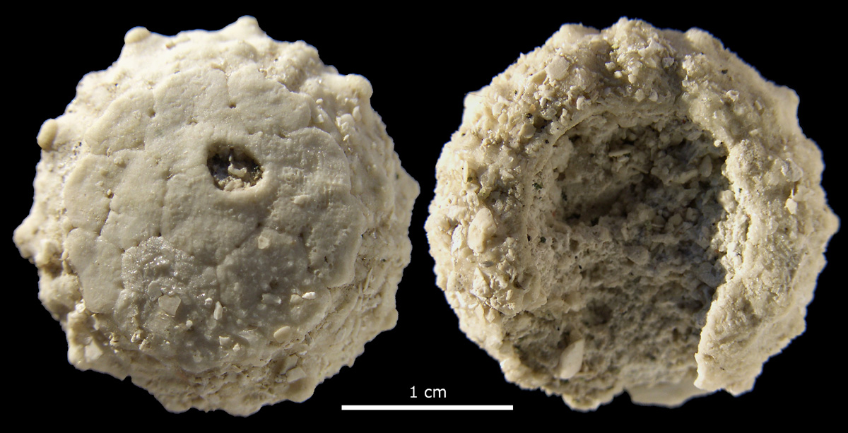 Trisalenia loveni, Ignaberga