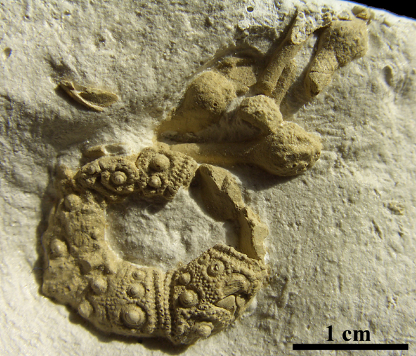 Tylocidaris bruennichi