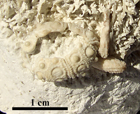 Tylocidaris cf. oedumi