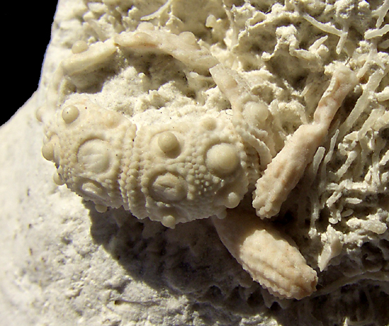 Tylocidaris cf. oedumi
