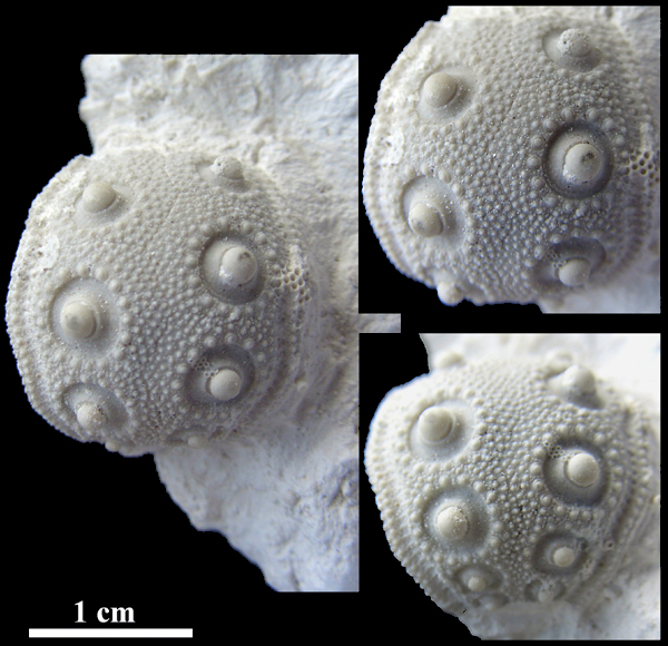 Tylocidaris vexillifera - skal