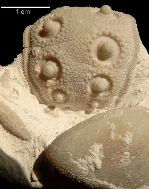 Tylocidaris baltica