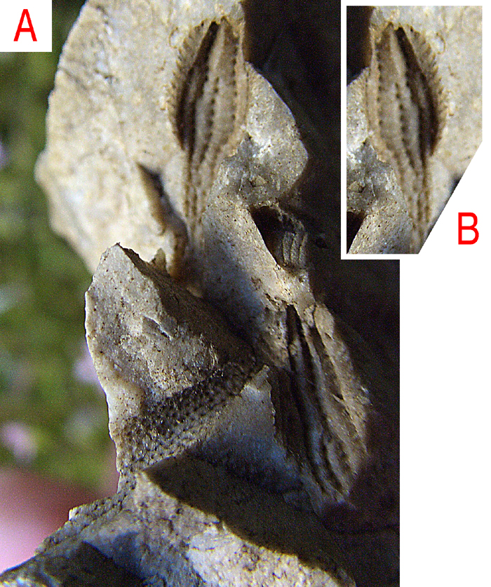 Tylocidaris pig