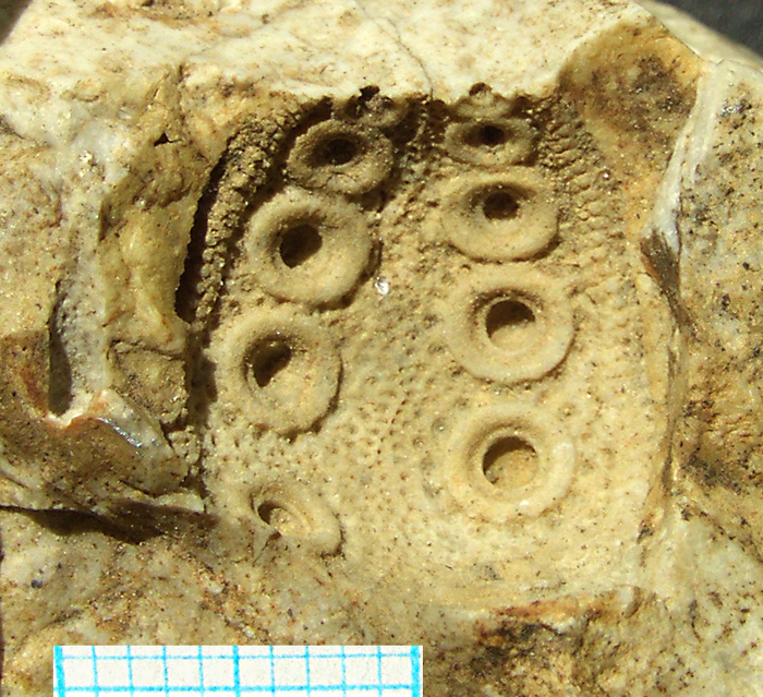 Tylocidaris sp.