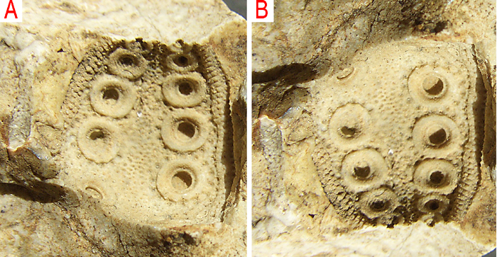 Tylocidaris sp.