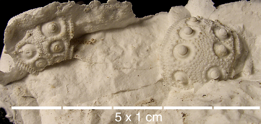 Tylocidaris cf. bruennichi