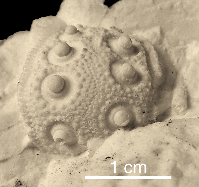 Tylocidaris cf. bruennichi
