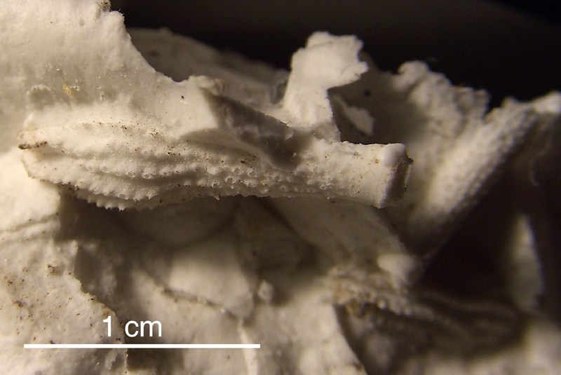 Tylocidaris cf. bruennichi pig