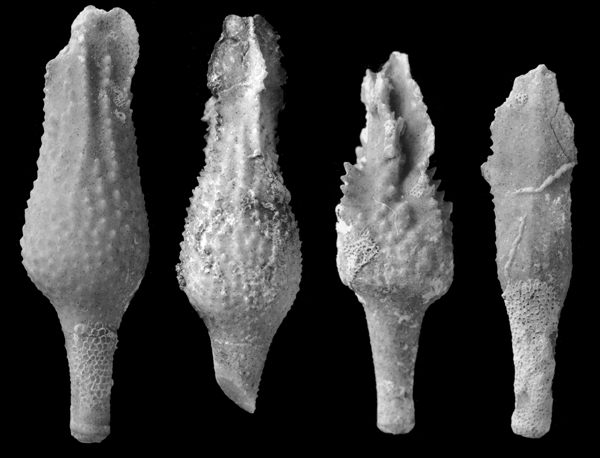 Tylocidaris vexillifera