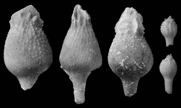 Tylocidaris vexillifera