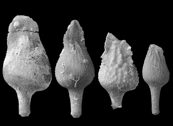 Tylocidaris vexillifera