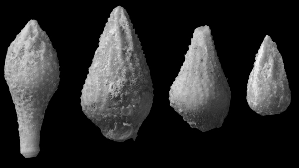 Tylocidaris sp. - pigge