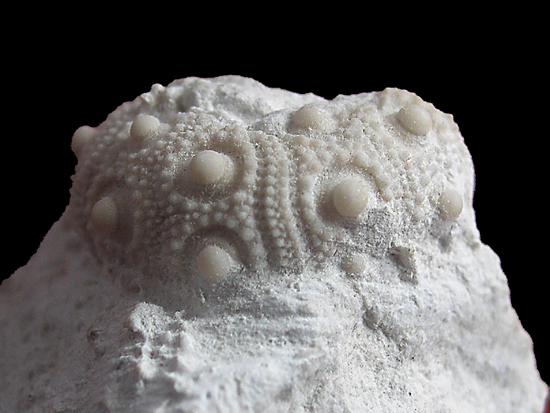 Tylocidaris abildgaardi