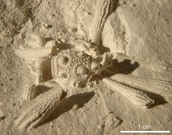 Tylocidaris rosenkrantzi