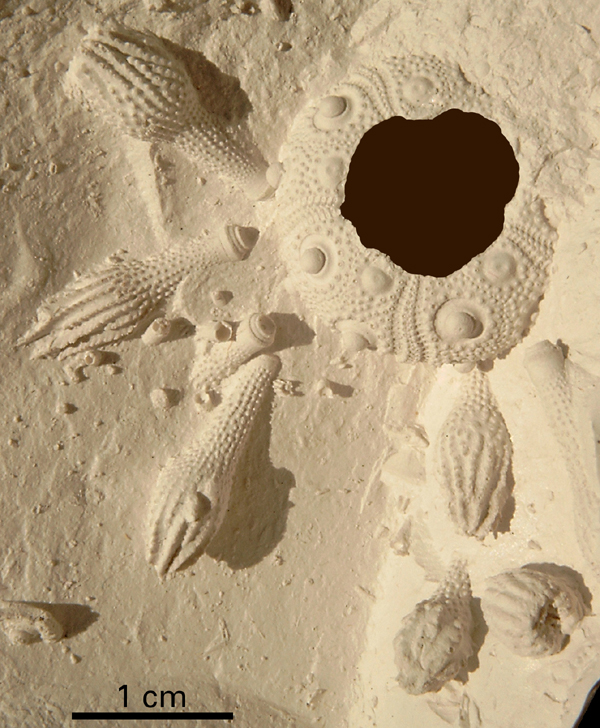 Tylocidaris rosenkrantzi