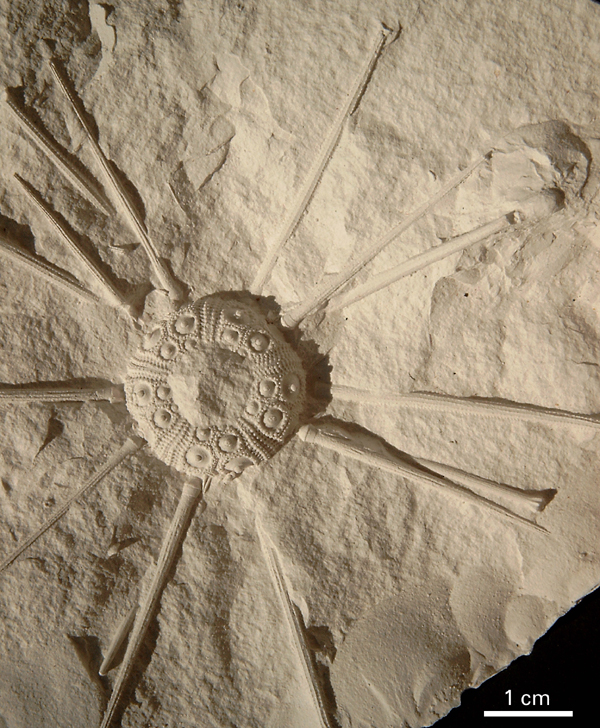 Typocidaris rosenkrantzi