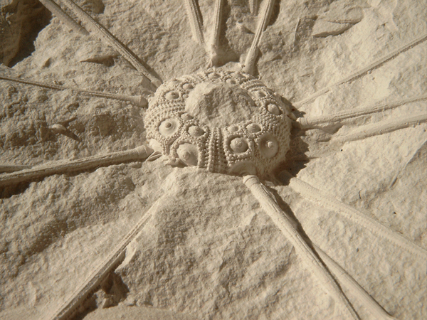 Typocidaris rosenkrantzi