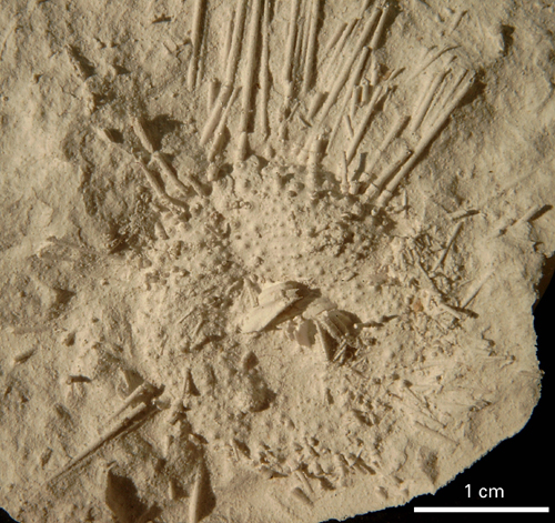 Palaeodiadema/Centrostephanus