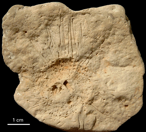 Palaeodiadema/Centrostephanus